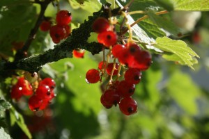 IMG_9060
